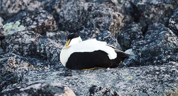 Black and white billed bird sitting on rocky area 