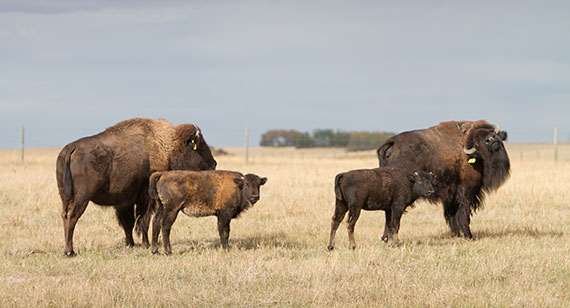 Two adult bison and two bison calves standing in a field