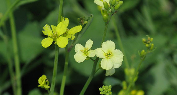 Macro of bright and pale coloured yellow flowers with green leaves behind