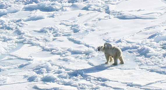 Polar bear with cub on its back walking in snow-covered area