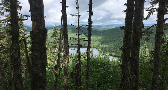 Balsam-fir trees obstructing view of lake in the mountains surrounded by forests