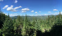 View of green forest filled with trees and mountains on a sunny blue-skied day with very few clouds