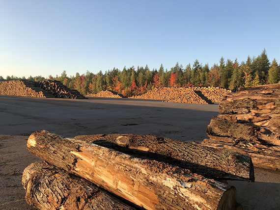 Wood yard of hundreds of cut trees with view of a Fall forest in the background.